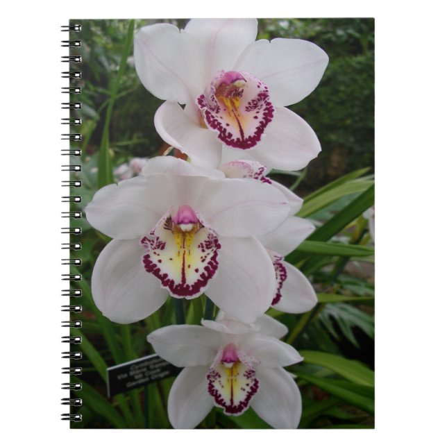 Carnet White Orchids Beautiful Tropical Flowers (Devant)