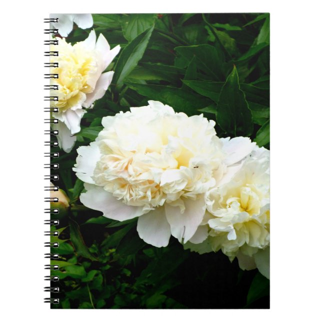 Carnet White Peony Trio (Devant)