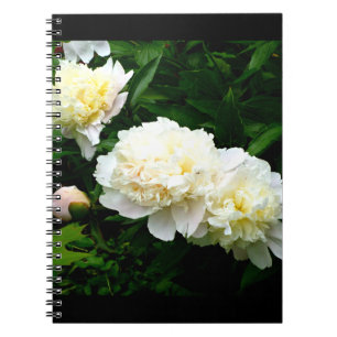 Carnet White Peony Trio