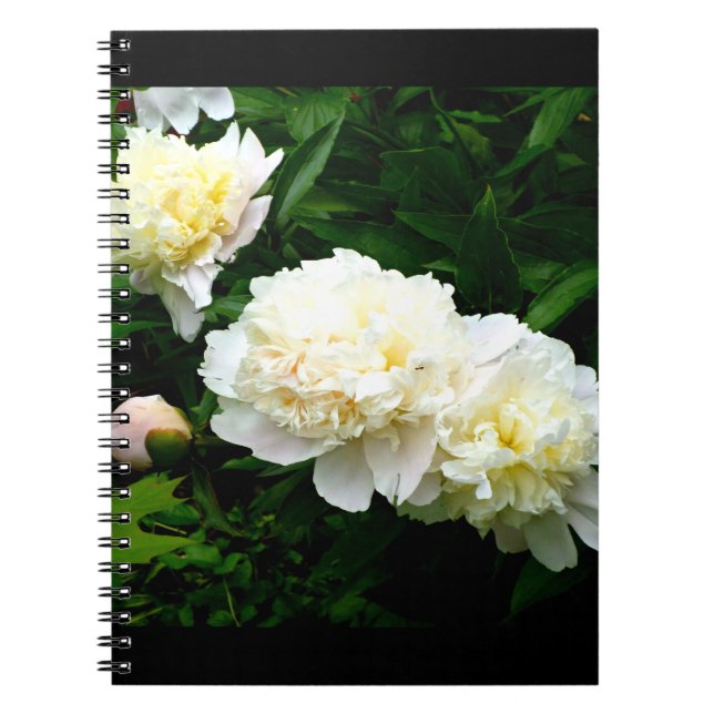 Carnet White Peony Trio (Devant)