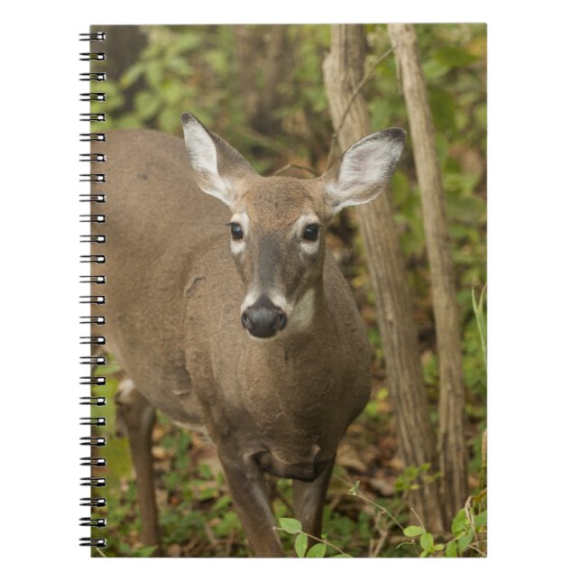Carnet White Tailed (Devant)
