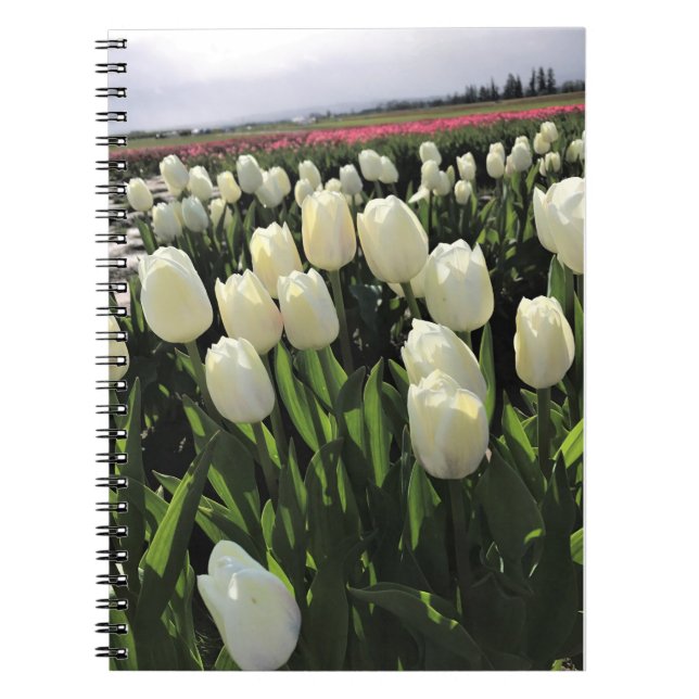 Carnet White Tulips à Field, Oregon (Devant)