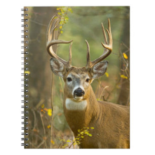 Carnet Whitetail Deer Buck Whitefish, Montana