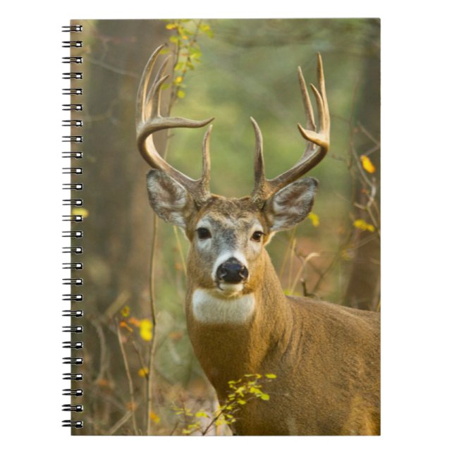 Carnet Whitetail Deer Buck | Whitefish, Montana (Devant)