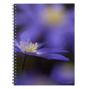 Carnet Windflower Grec, fleur bleue résistante de cerfs