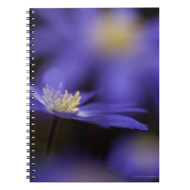 Carnet Windflower Grec, fleur bleue résistante de cerfs (Devant)
