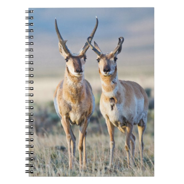 Carnet Wyoming, comté de Sublette, mâles Pronghorn (Devant)