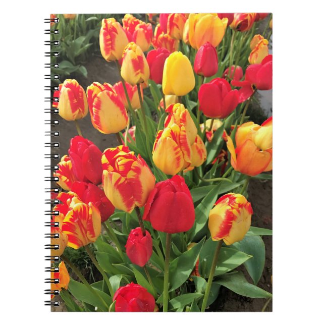 Carnet Yellow & Red Tulips (Devant)