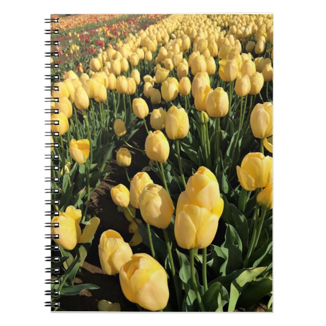 Carnet Yellow Tulips à Field, Oregon (Devant)