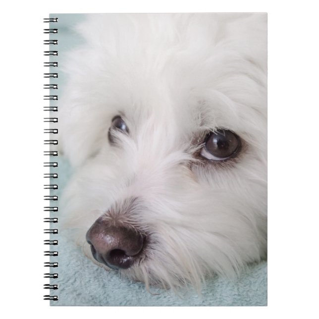 Carnet Yeux de Tulear Puppy de coton (Devant)