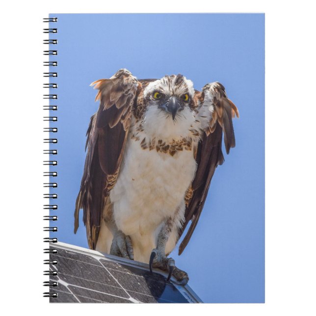 Carnet Yeux du Balbuzard (Devant)