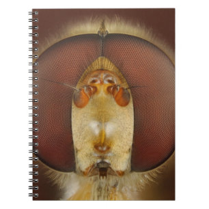 Carnet Yeux principaux et composés d'une mouche de vol