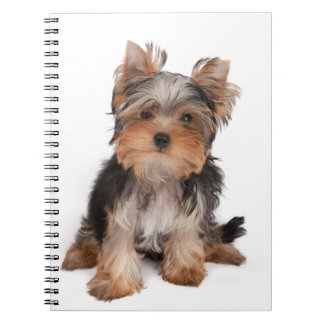 Carnet Yorkie