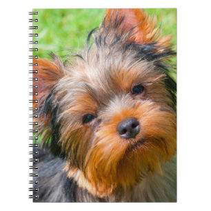 Carnet Yorkshire Terrier qui regarde vers le haut