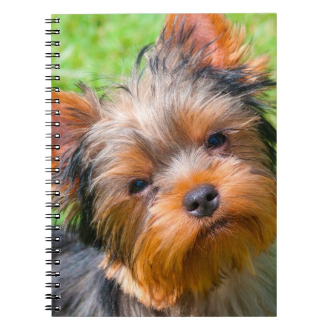 Carnet Yorkshire Terrier qui regarde vers le haut (Devant)