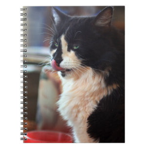 Carnet Yum ! Des cures de Kitty !