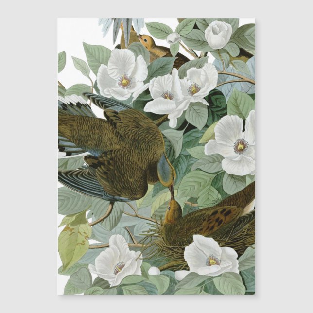 Carolina Pigeon Audubon Morning Dove (Devant)