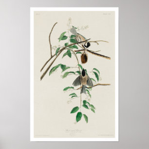 Carolina Titsouris par Audubon Poster