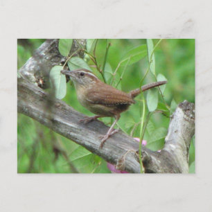 Carolina Wren Carte postale