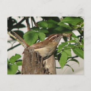 Carolina Wren Carte postale