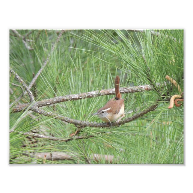 Carolina Wren in Pine Tree Photo Print (Devant)