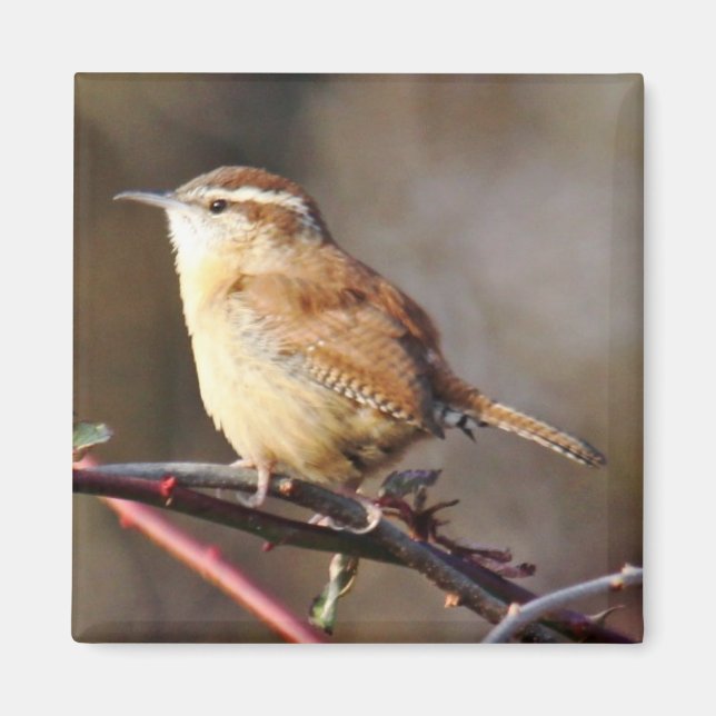 Carolina Wren Magnet (Devant)