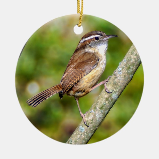Carolina Wren Ornement (Devant)