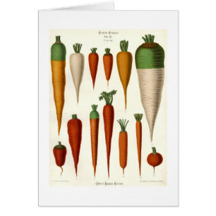 Carottes