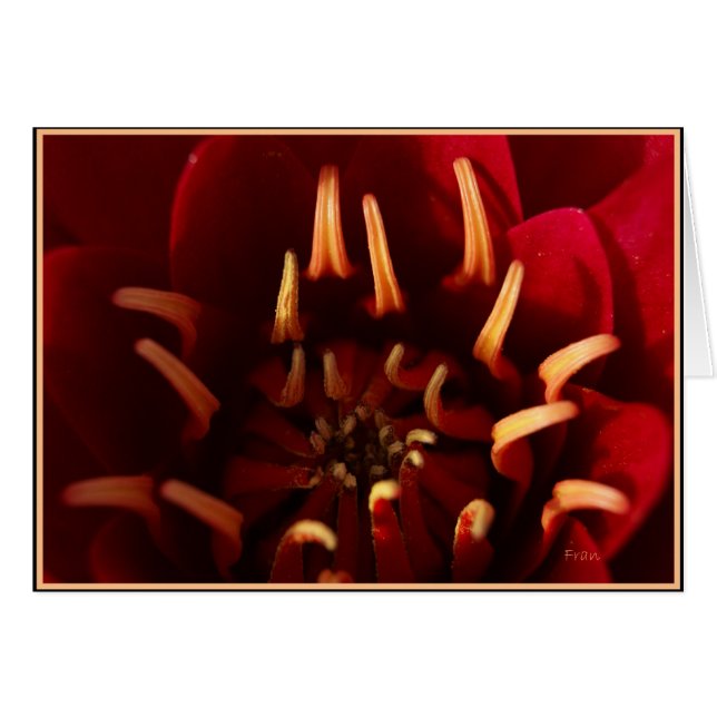 carottes (Devant horizontal)