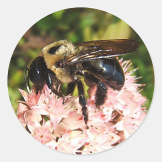 Carpenter Bee ~ autocollant