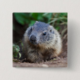 Carré 5 Cm Curieux Badge de Marmotte Bébé