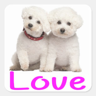 Carré Aimer Bichon Blanc Frise Chien Chien Chien Sticker