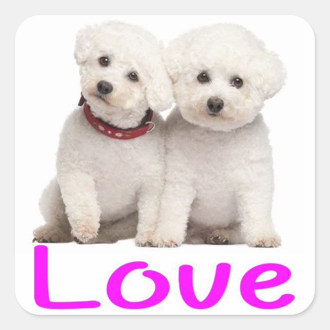 Carré Aimer Bichon Blanc Frise Chien Chien Chien Sticker (Devant)