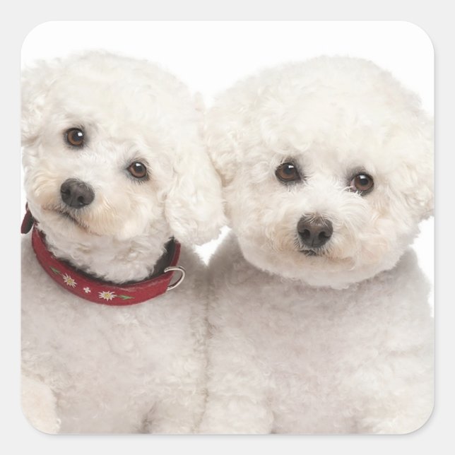 Carré Aimer Bichon Blanc Frise Chien Chien Chien Sticker (Devant)