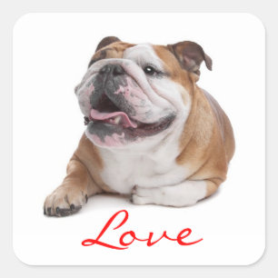 Carré Aimer Happy Bulldog Puppy Sticker