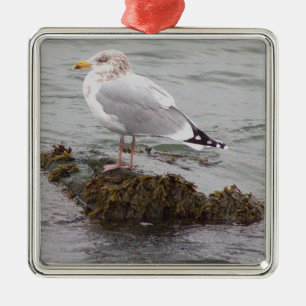 Carré Argenté Ornement de photo de mouette