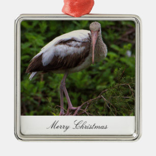 Carré Argenté Ornement photo d'oiseaux Ibis