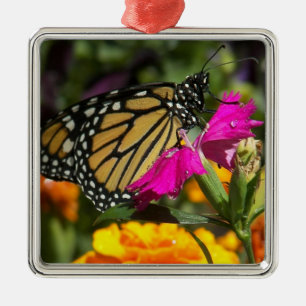 Carré Argenté Papillon Monarque sur un ornement marigold-carré r