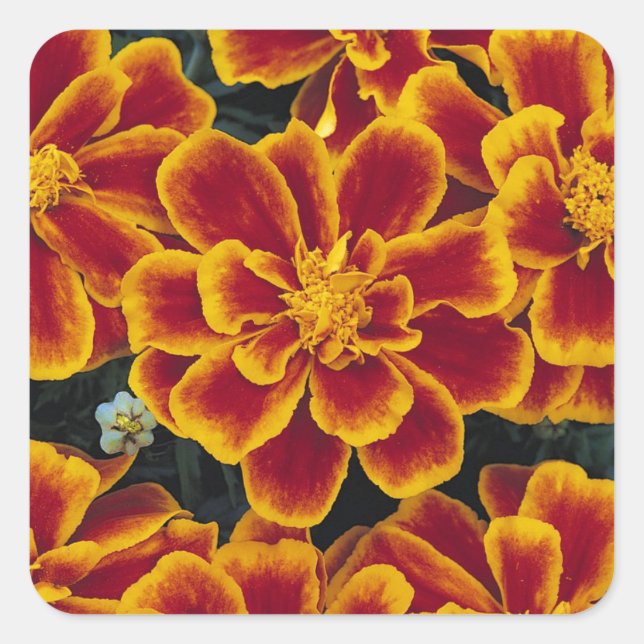 Carré Beau Sticker Marigolds (Devant)