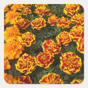 Carré Beau Sticker Marigolds