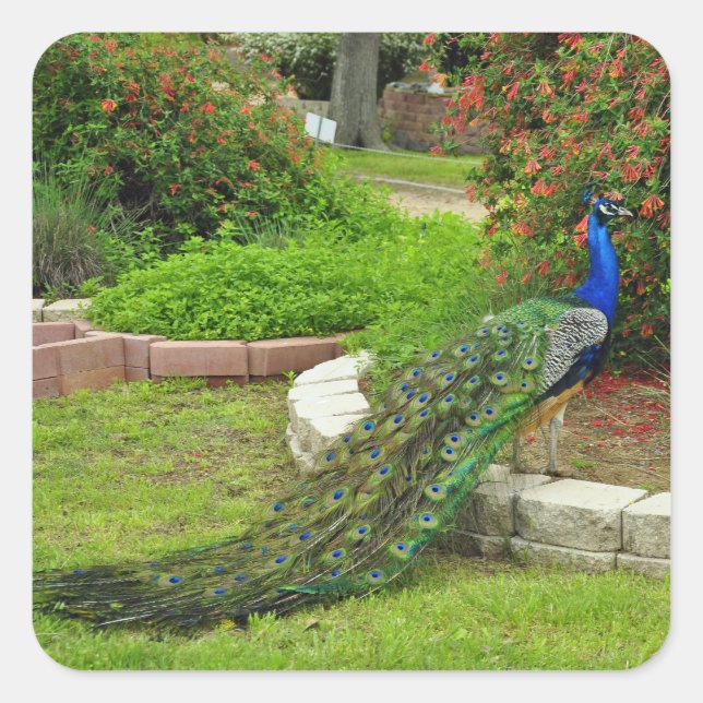 Carré Beau Sticker Peacock (Devant)