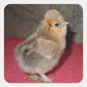 Carré Bébé Silkie Chick Sticker
