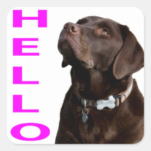 Carré Bonjour Black Brown Labrador Retriever Sticker Ét