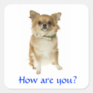Carré Bonjour long Haiahua Chihuahua Chiot Sticker