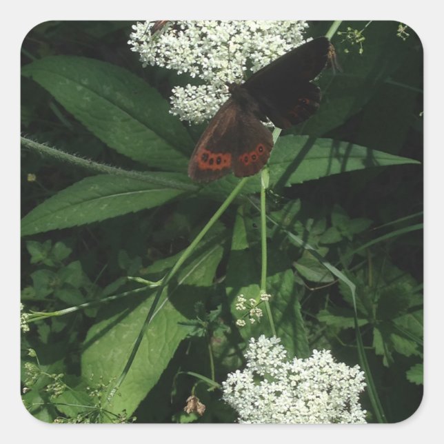 Carré Butterfly Sticker (Devant)