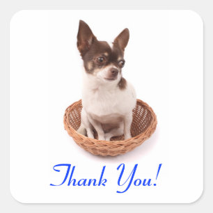 Carré Chihuahua chiot chien sticker de remerciement