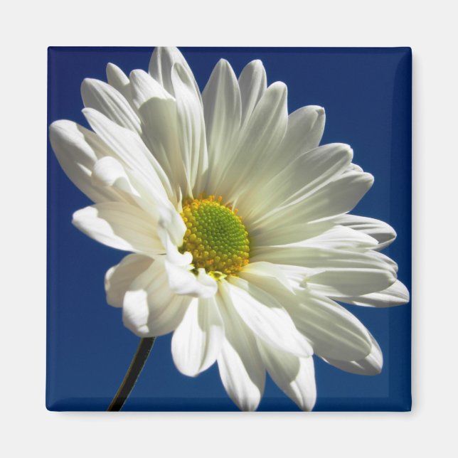 Carré Daisy Magnet (Devant)