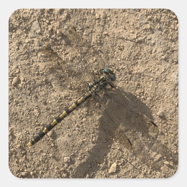 Carré Dragonfly Sticker (Devant)