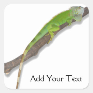 Carré Iguana verte sur Sticker blanc
