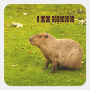 Carré J'aime Capybaras Sticker
